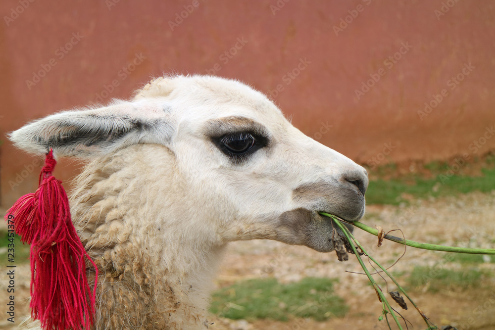 Obraz premium Close-up of a White LLama Eating at the Village of Chinchero, Urubamba, Cusco region, Peru