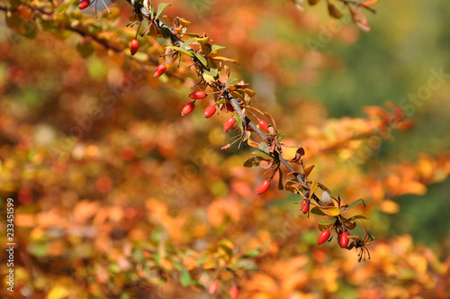 red berries in autumn © Olena