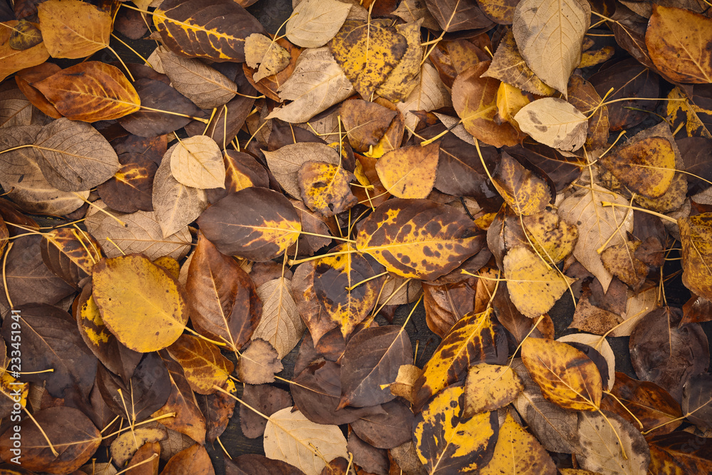 Decaying leaves, time passing concept. Decaying leaves, time passing concept.