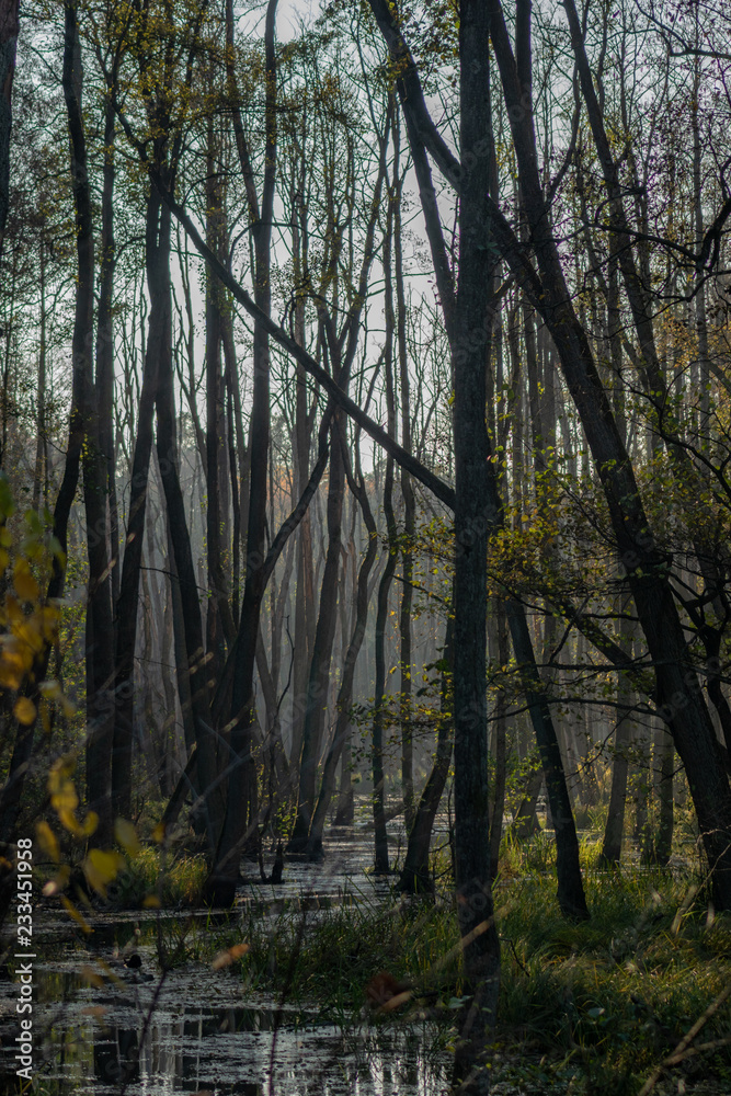 Unheimliche Sumpflandschaft mit in Wasser stehenden Bäumen in Birkenwerder