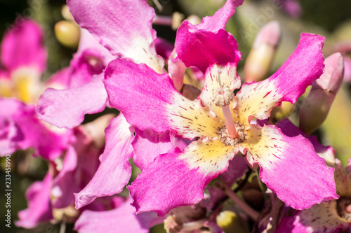 Close up view of the flower of a Silk Floss tree (Ceiba Speciosa), California