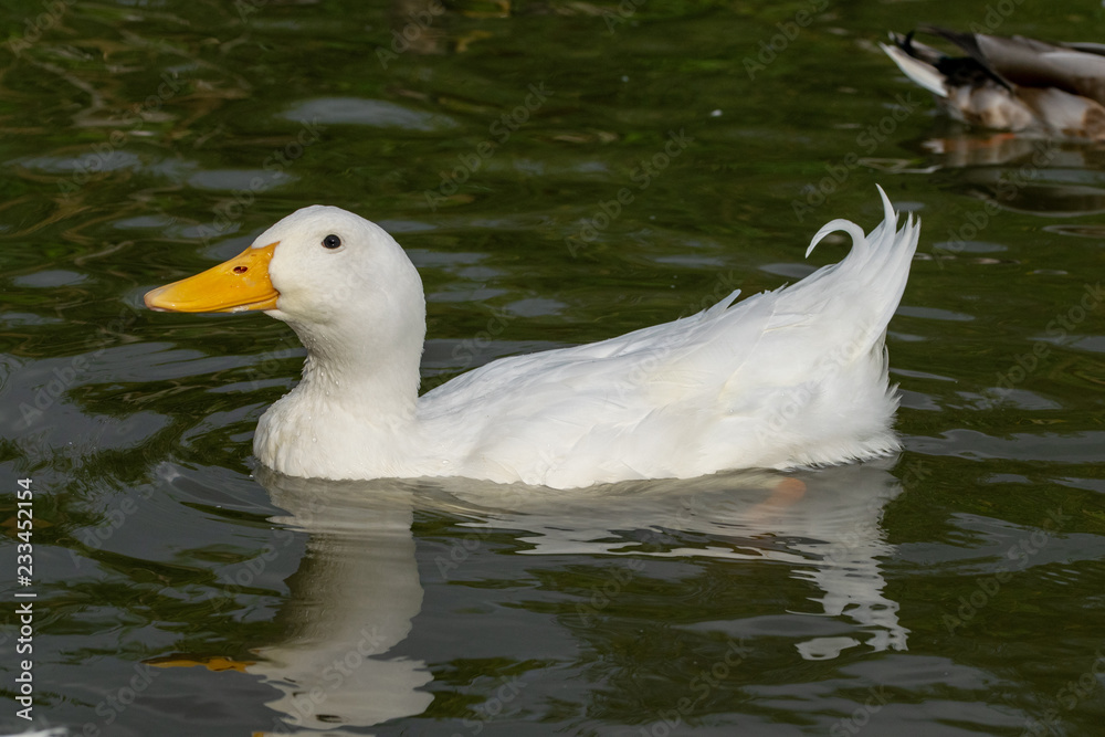 Heavy white Pekin Duck (Anas platyrhynchos domesticus) Heavy white Pekin Duck (Anas platyrhynchos domesticus)
