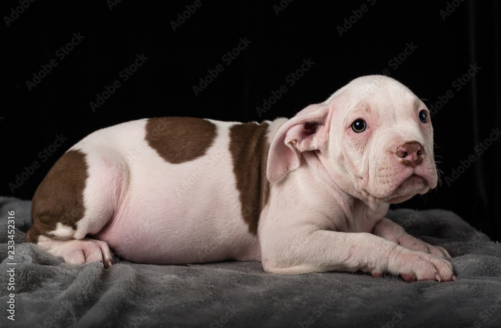 Puppy of American Bulli breed on a black background Puppy of American Bulli breed on a black background