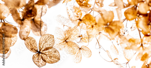 Wallpaper Mural dry flowers close up in the detail isolated on a white background Torontodigital.ca