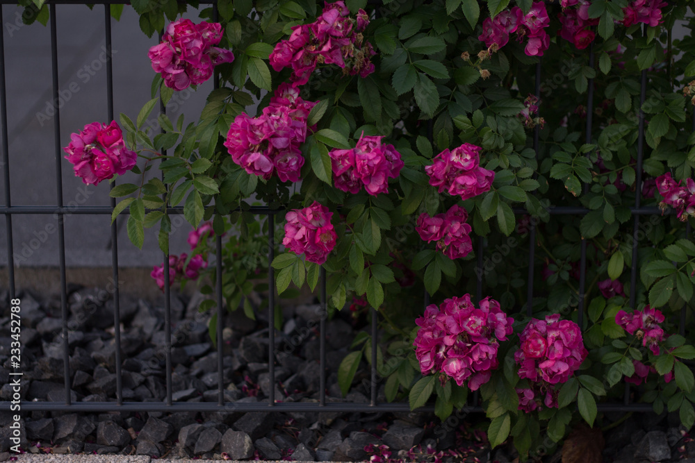 pink roses to the fence lattice summer flowers tenderness and beauty
