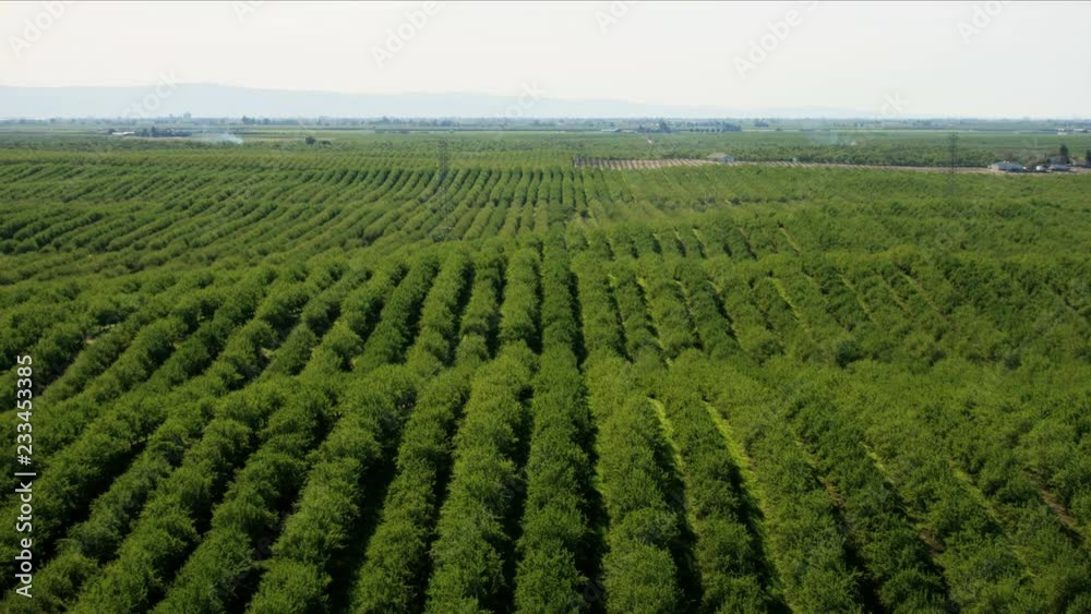 Aerial of trees crops grown organically San Francisco Aerial of trees crops grown organically San Francisco