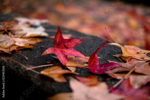 Autumn leaves
