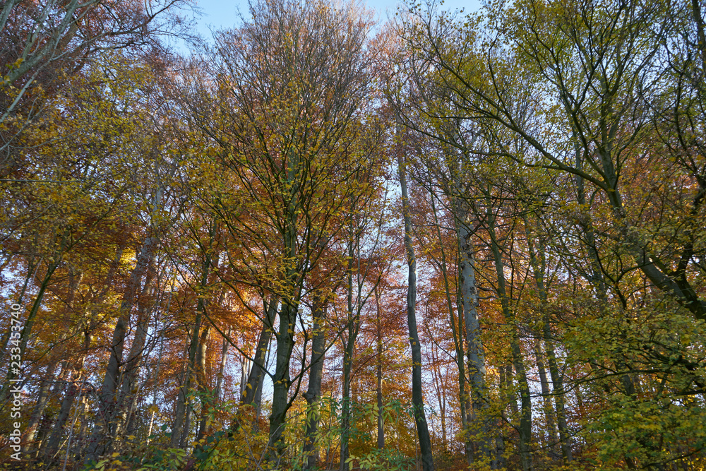 Wald goldener Herbst Wald goldener Herbst