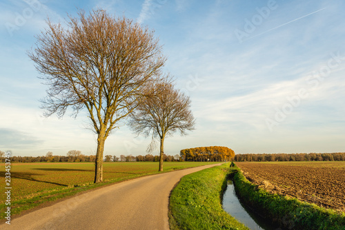 Two bare trees beside a curved country road i9n a rural landscape