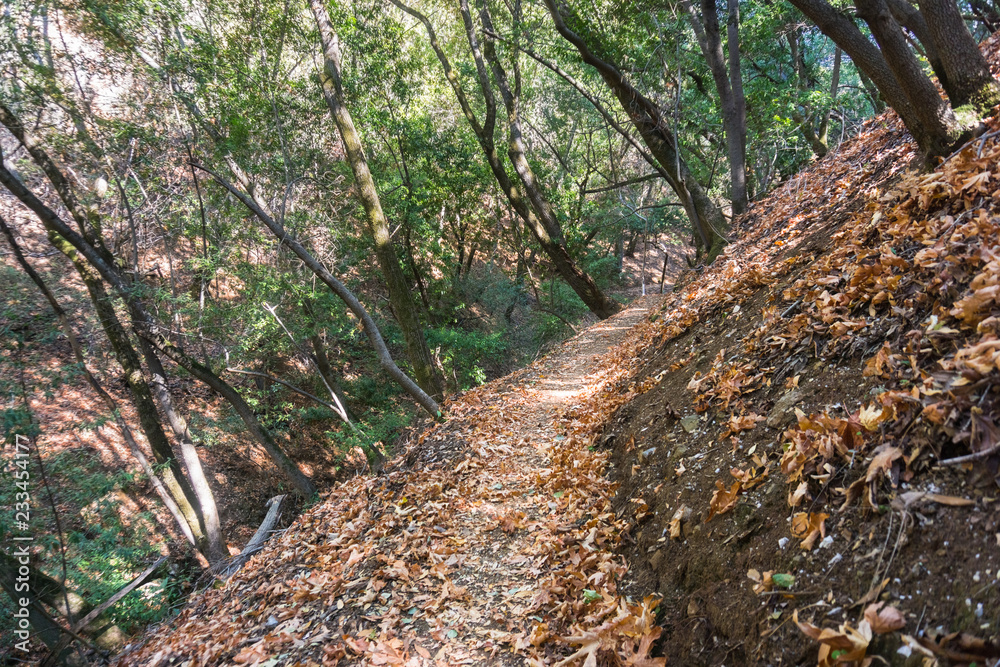 Hiking trail through one of the forests of Palo Alto Foothills Park, San Francisco bay area, California Hiking trail through one of the forests of Palo Alto Foothills Park, San Francisco bay area, California
