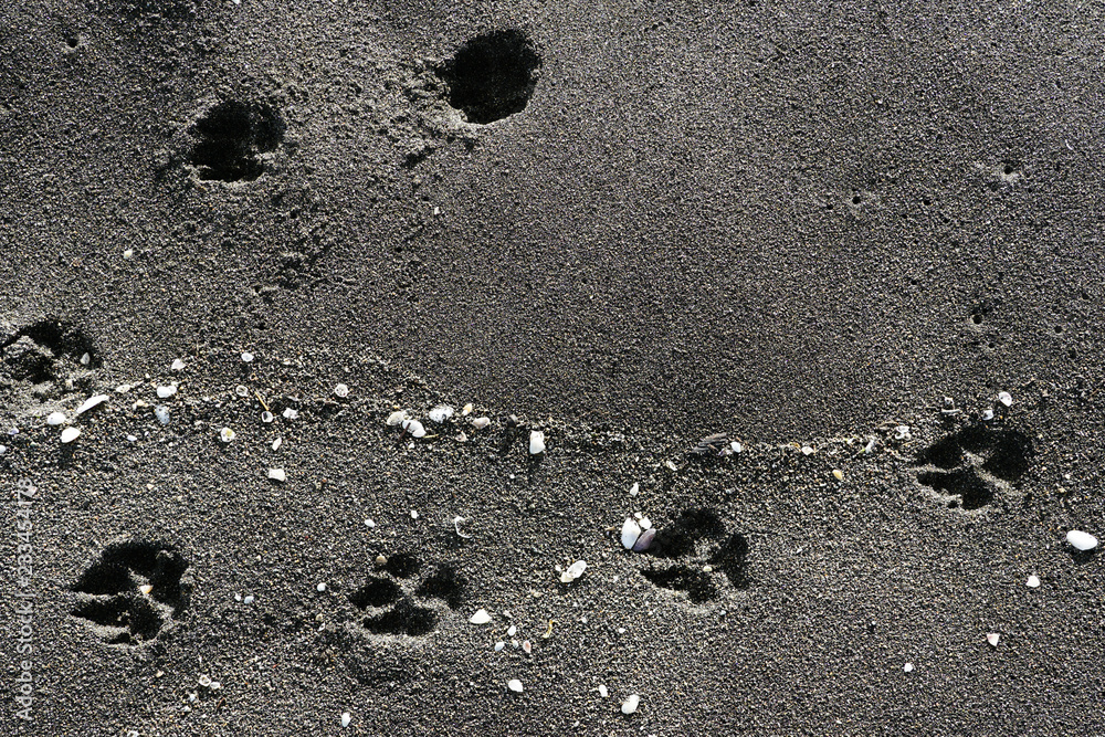 animal traces and shells in the sand at seashore, black sand beach - Black Sea, Georgia animal traces and shells in the sand at seashore, black sand beach - Black Sea, Georgia
