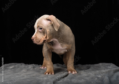 Puppy of American Bully breed on a black background © nikolaskus