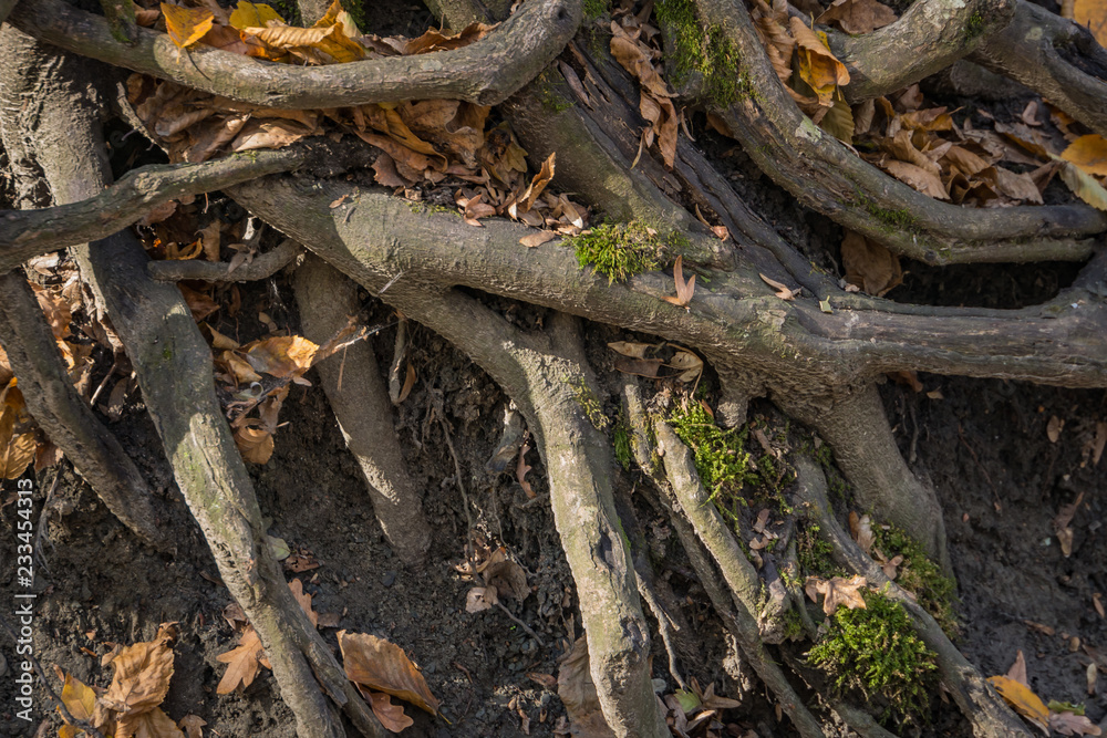 Large old tree roots with fallen autumn leaves in a magical forest. Warm autumn day. Nature concept for design Large old tree roots with fallen autumn leaves in a magical forest. Warm autumn day. Nature concept for design