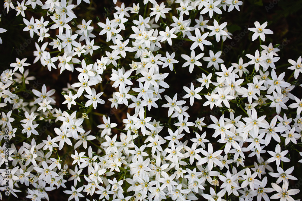 White flowers in spring White flowers in spring