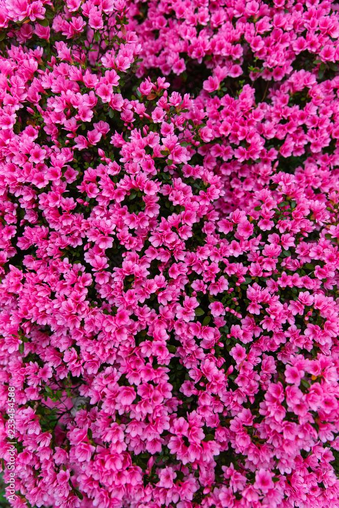 Pink flowers in spring