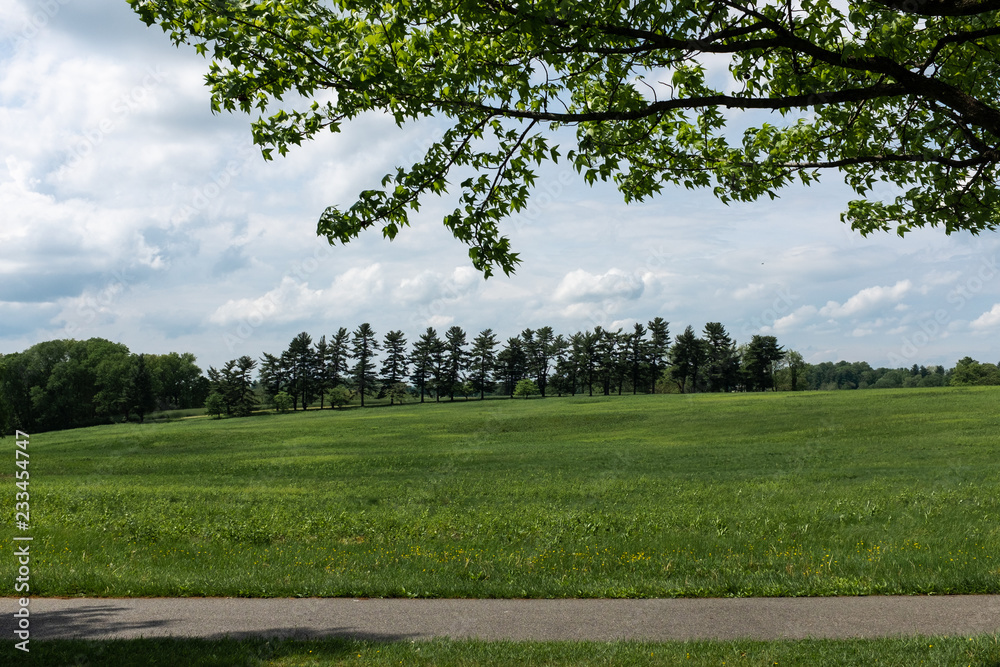 row of trees in park