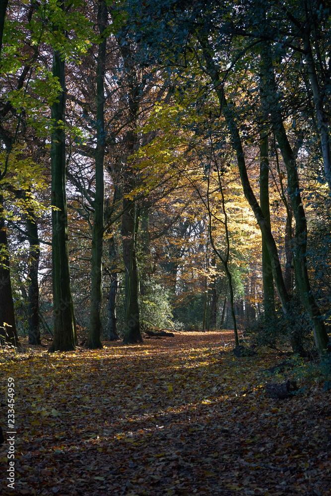 Obraz premium Wald goldener Herbst