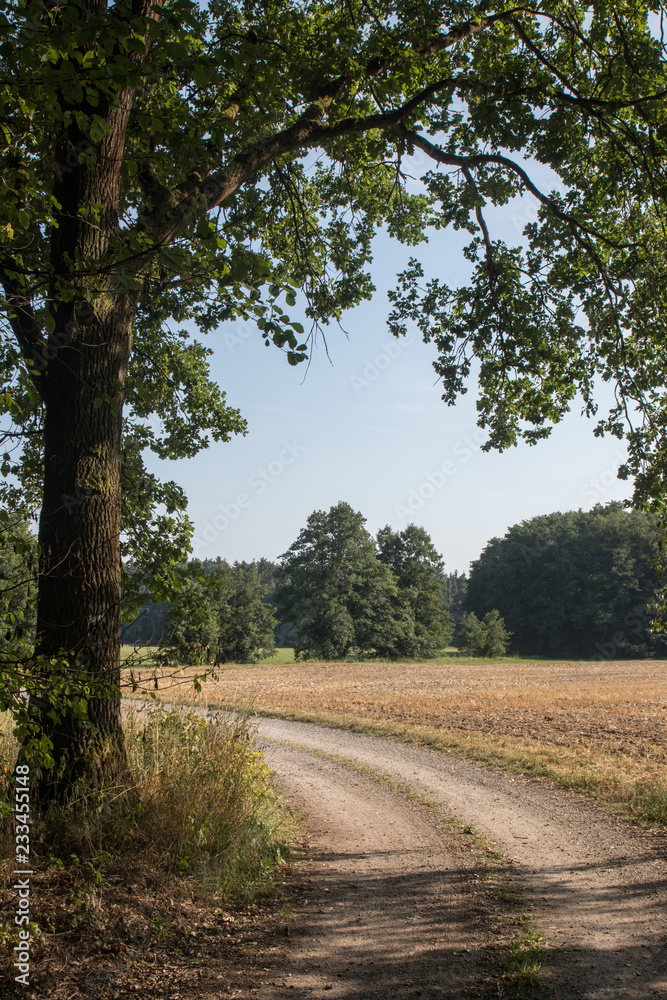 summer landscape