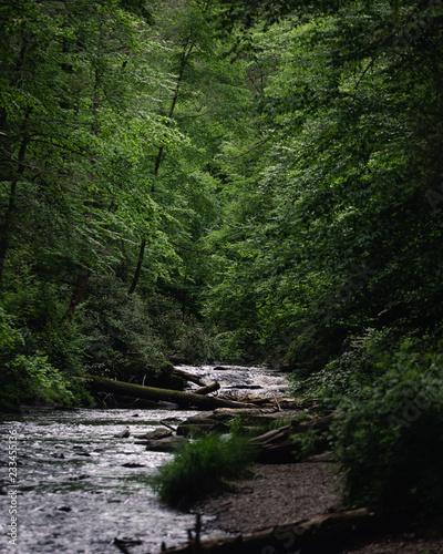 Forest Stream