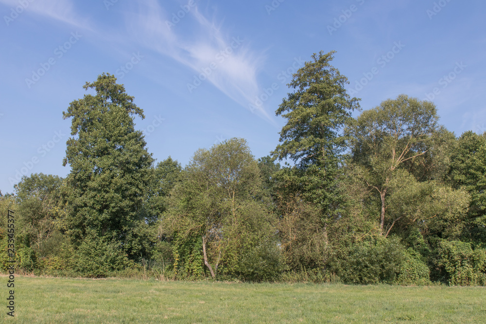 Obraz premium summer landscape