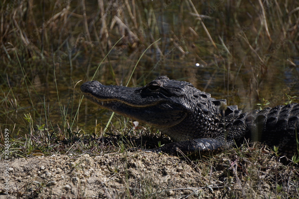Obraz premium Alligator, Florida, Everglades