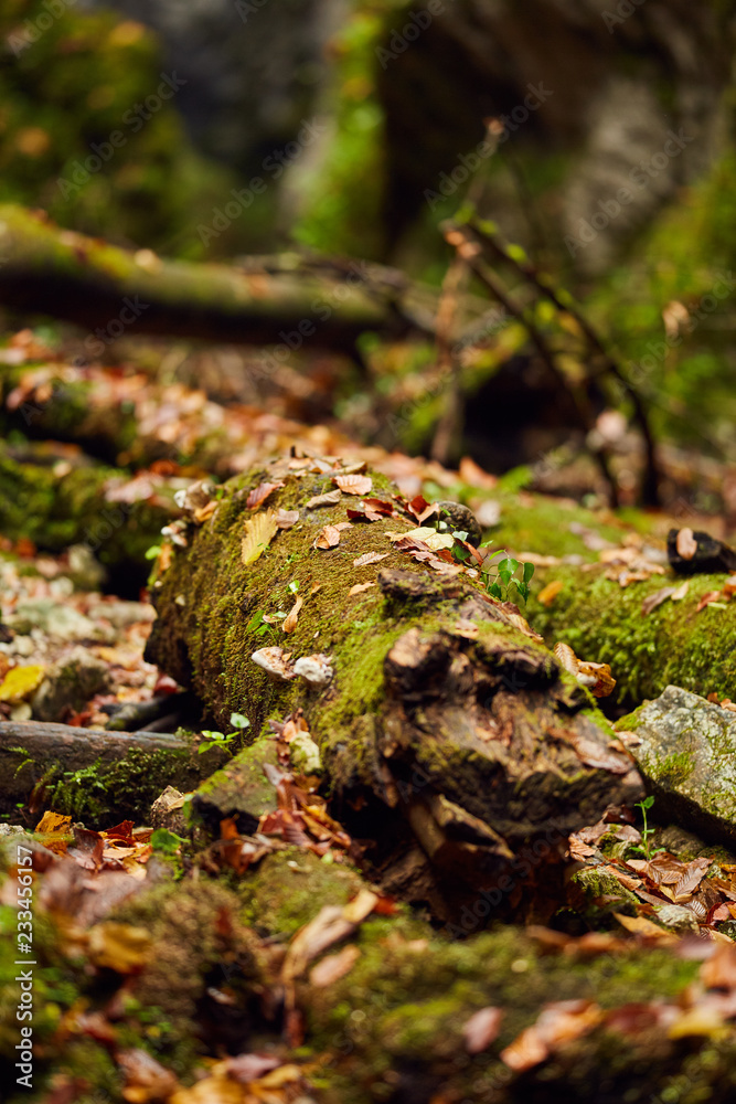 Autumnal canyon landscape with selective focus