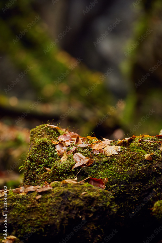 Autumnal canyon landscape with selective focus Autumnal canyon landscape with selective focus