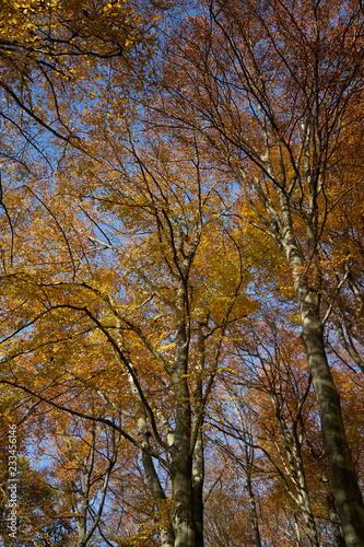 Wald goldener Herbst
