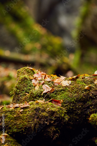 Autumnal canyon landscape with selective focus