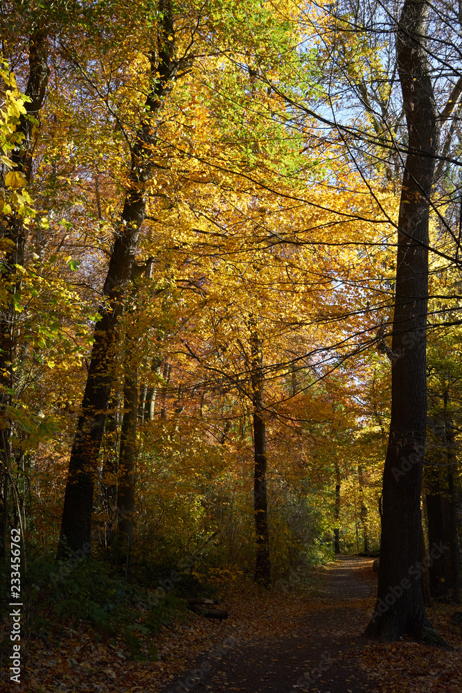 Wald goldener Herbst