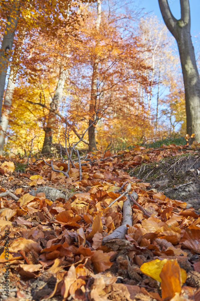 Wald goldener Herbst Wald goldener Herbst