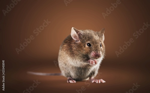 Gray mouse animal on background