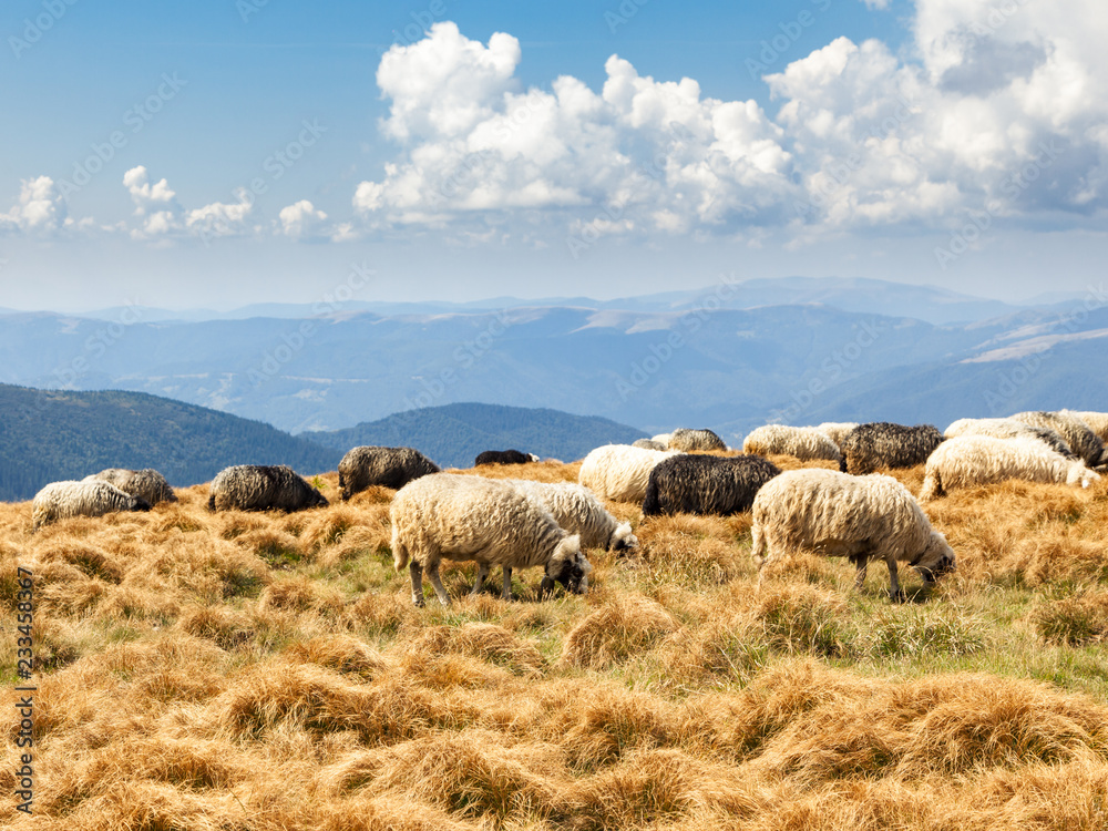 Obraz premium Beautiful mountain landscape with grazing sheep