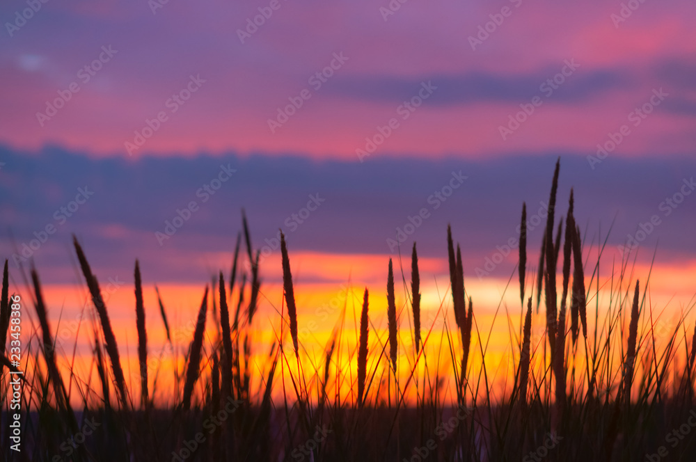 Silhouette of grass on a purple background.