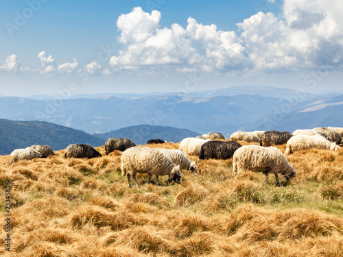 Beautiful mountain landscape with grazing sheep