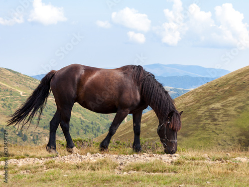 Brown horse in the mountains © Serhii Moiseiev