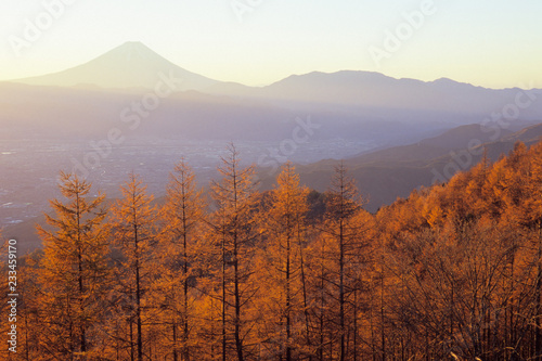 The Larch Forest and Fuji in the morning glow - 朝焼けのカラマツ林と富士