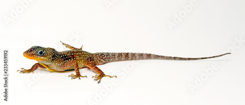 Dominica Anolis (Anolis oculatus) - Dominican anole photo