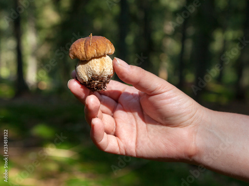 Fingers holding a small fresh mushroom at a blurred green forest background
