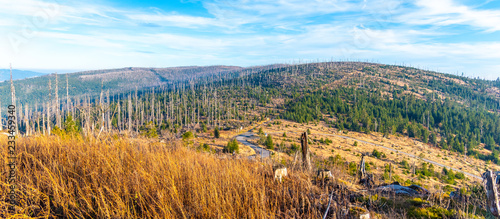 Tableau sur toile Devasted forest in caues of bark beetle infestation