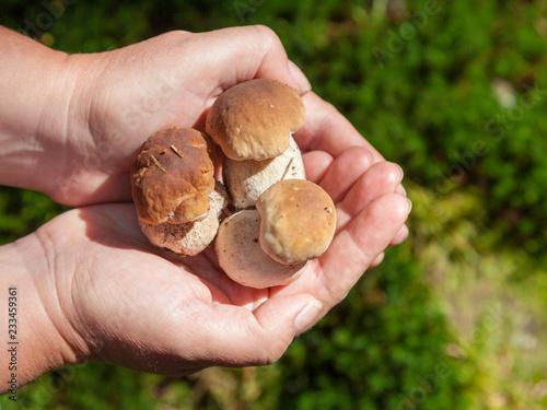 Small fresh mushrooms in female palms