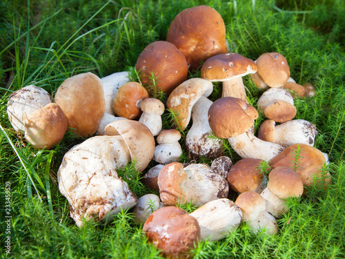 Harvested mushrooms