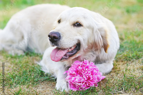 The portrait of a happy Golden Retriever dog lying down on a green grass with a pink peony flower in summer © Eudyptula