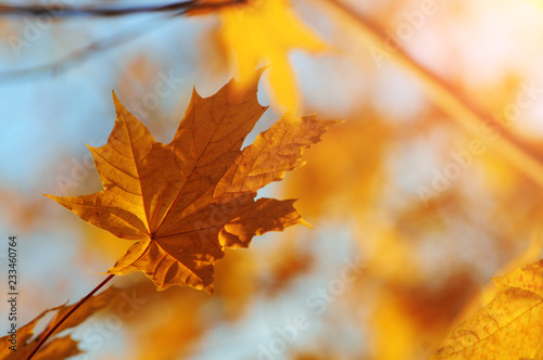 A maple leaf in the autumn forest with blurred background and sunlight