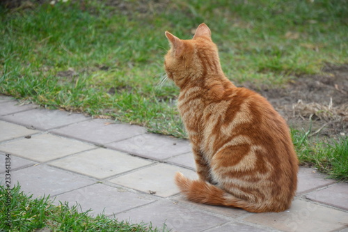 Red cat sitting on a tile sidewalk, backview
