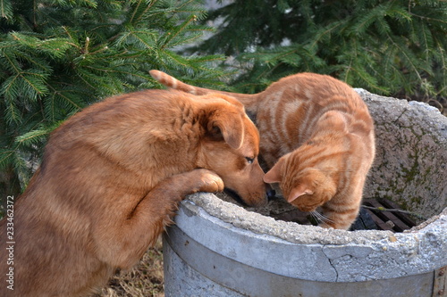 Red cat and brown dog playing around a concrete barrel used as a fireplace