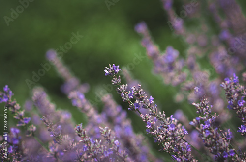 lavender field. Violet field. Macro lavender