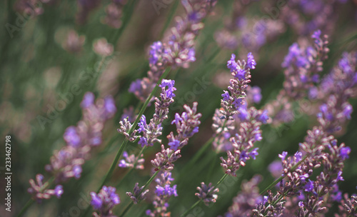 lavender field. Violet field. Macro lavender