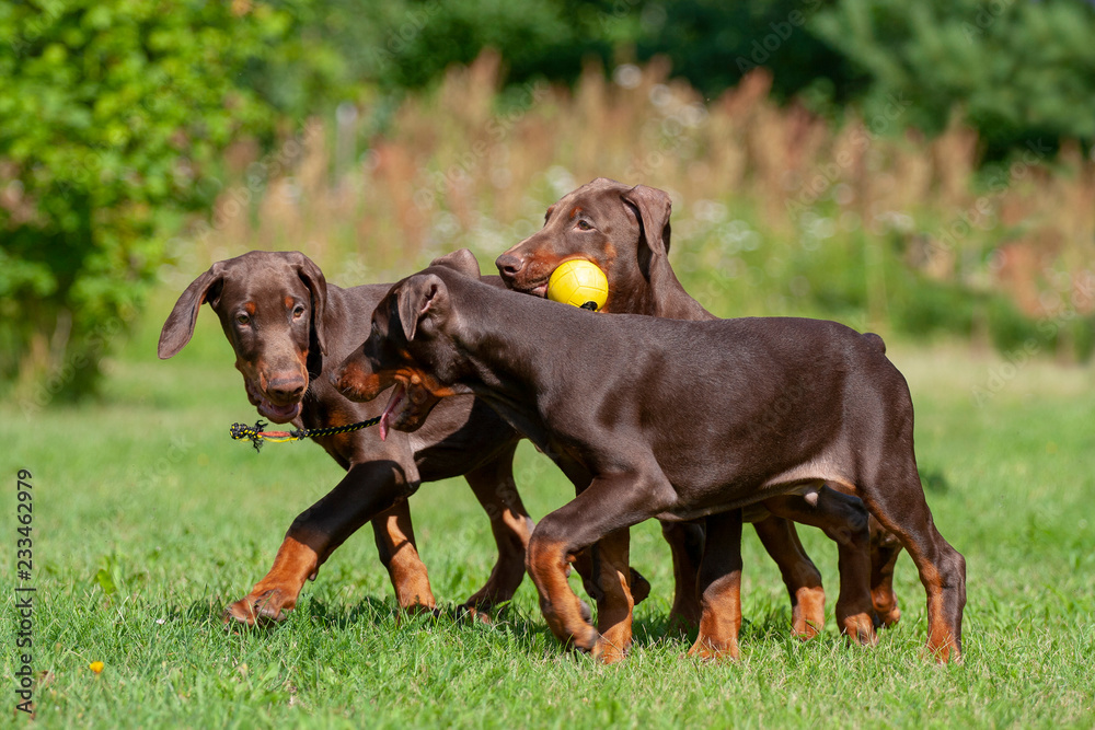 doberman puppies playing in the garden Stock Photo | Adobe Stock