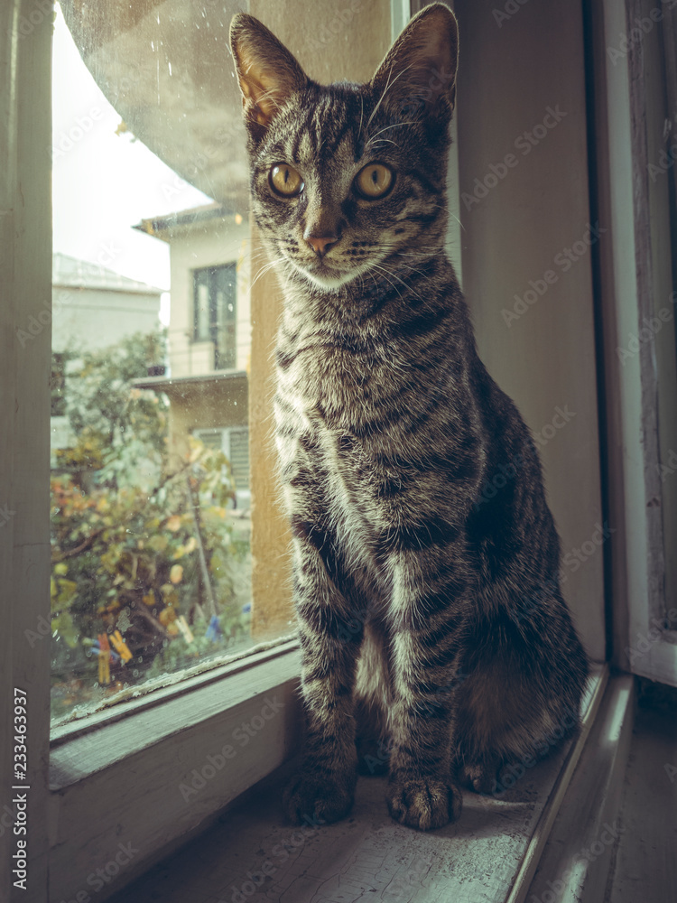 Cute grey tabby European cat resting on the window sill indoor.